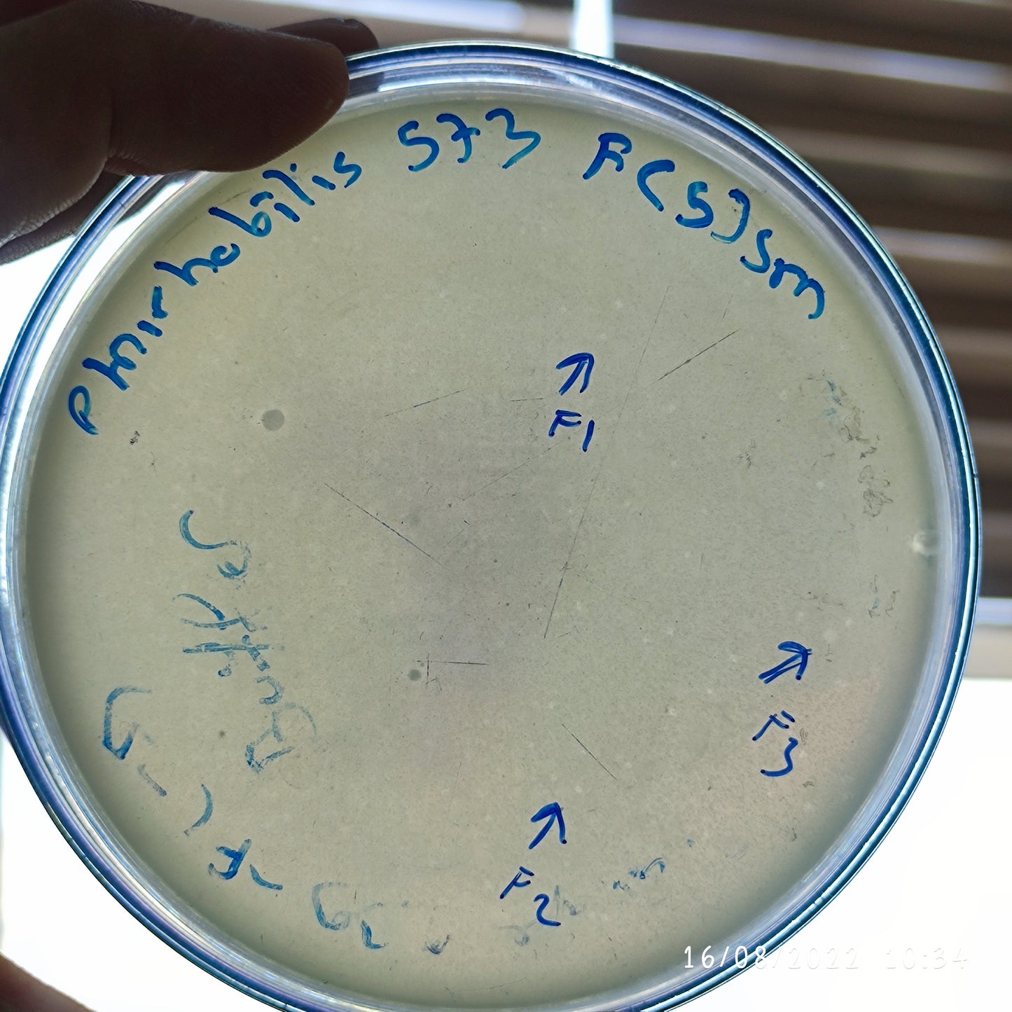 Proteus mirabilis bacteriophage 200573F
