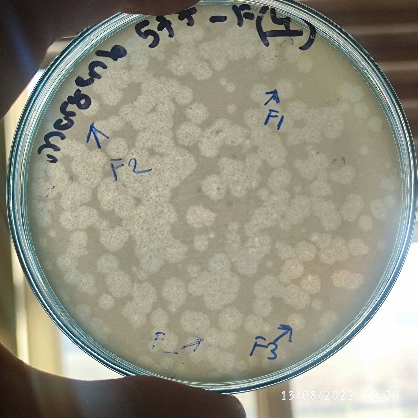 Morganella morganii bacteriophage 200577F