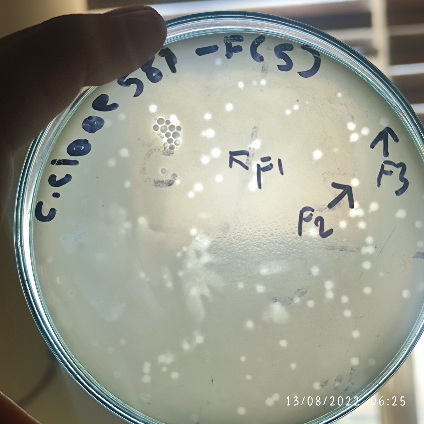 Enterobacter cloacae bacteriophage 200581F