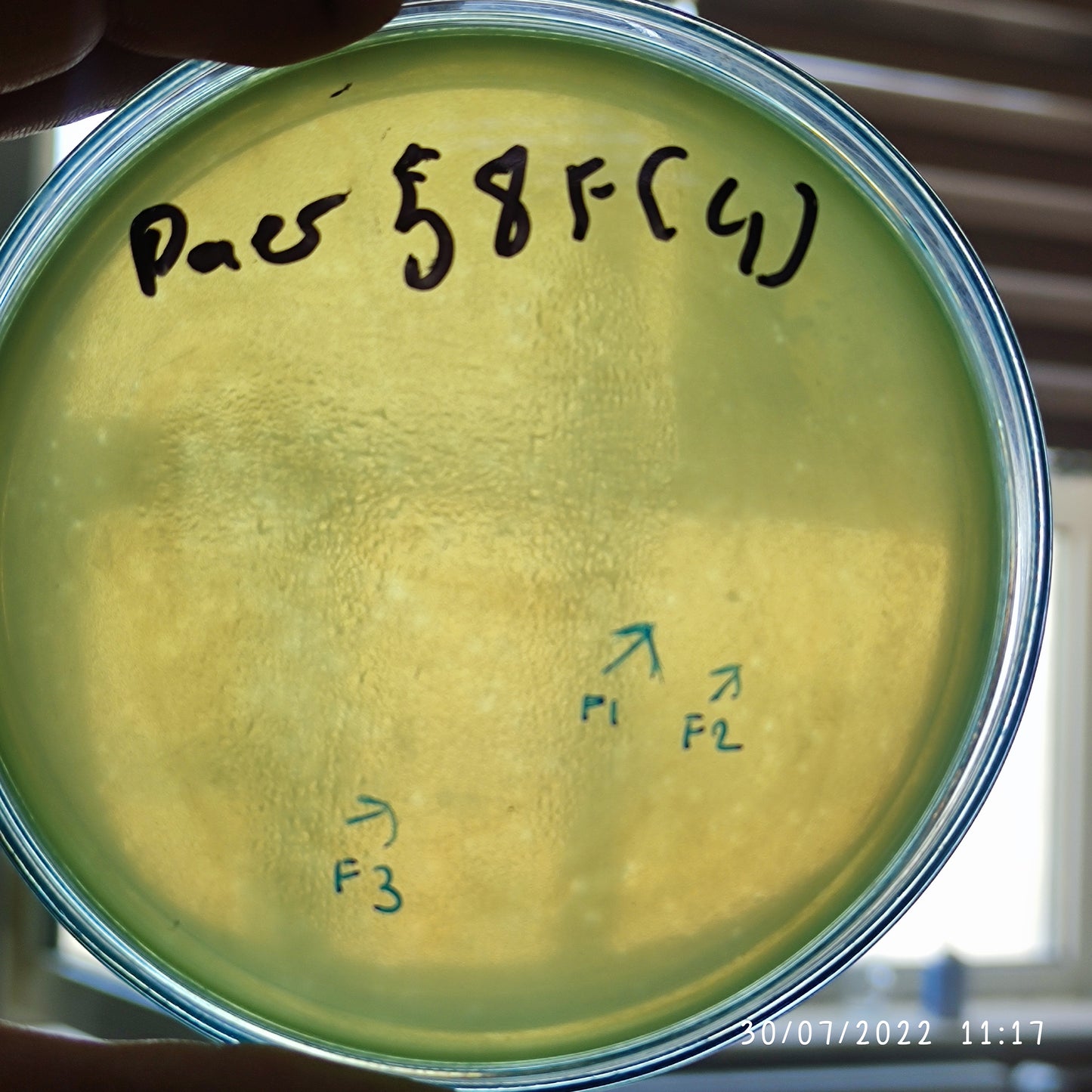 Pseudomonas aeruginosa bacteriophage 130058F