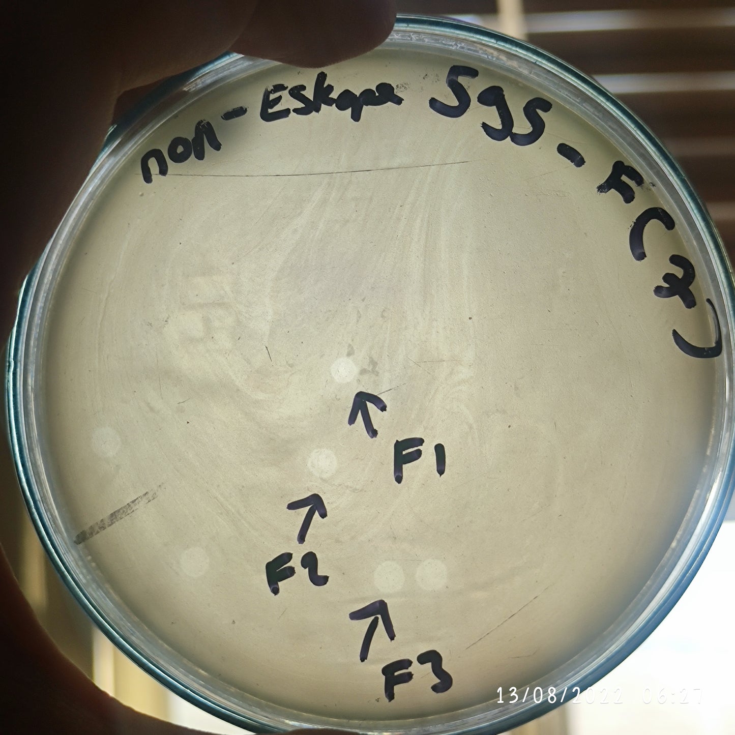 Enterobacter cloacae bacteriophage 200595F