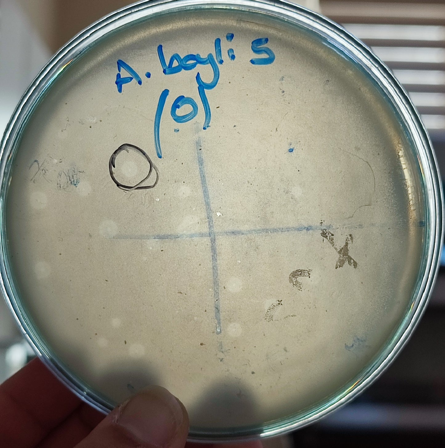 Acinetobacter baylyi bacteriophage 128005D