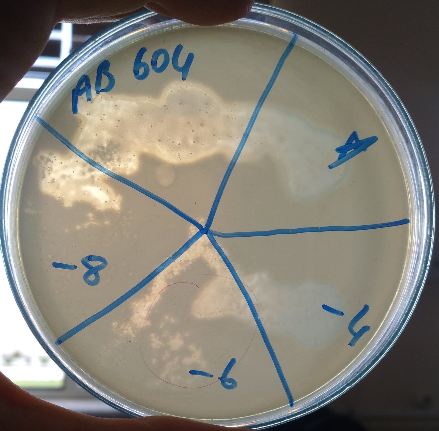 Acinetobacter baumannii bacteriophage 120604A