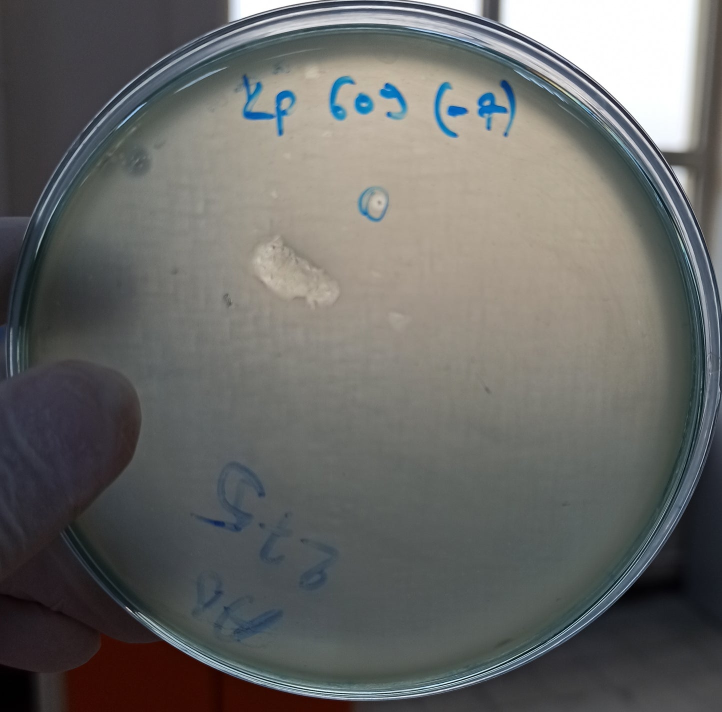 Klebsiella pneumoniae bacteriophage 180609A