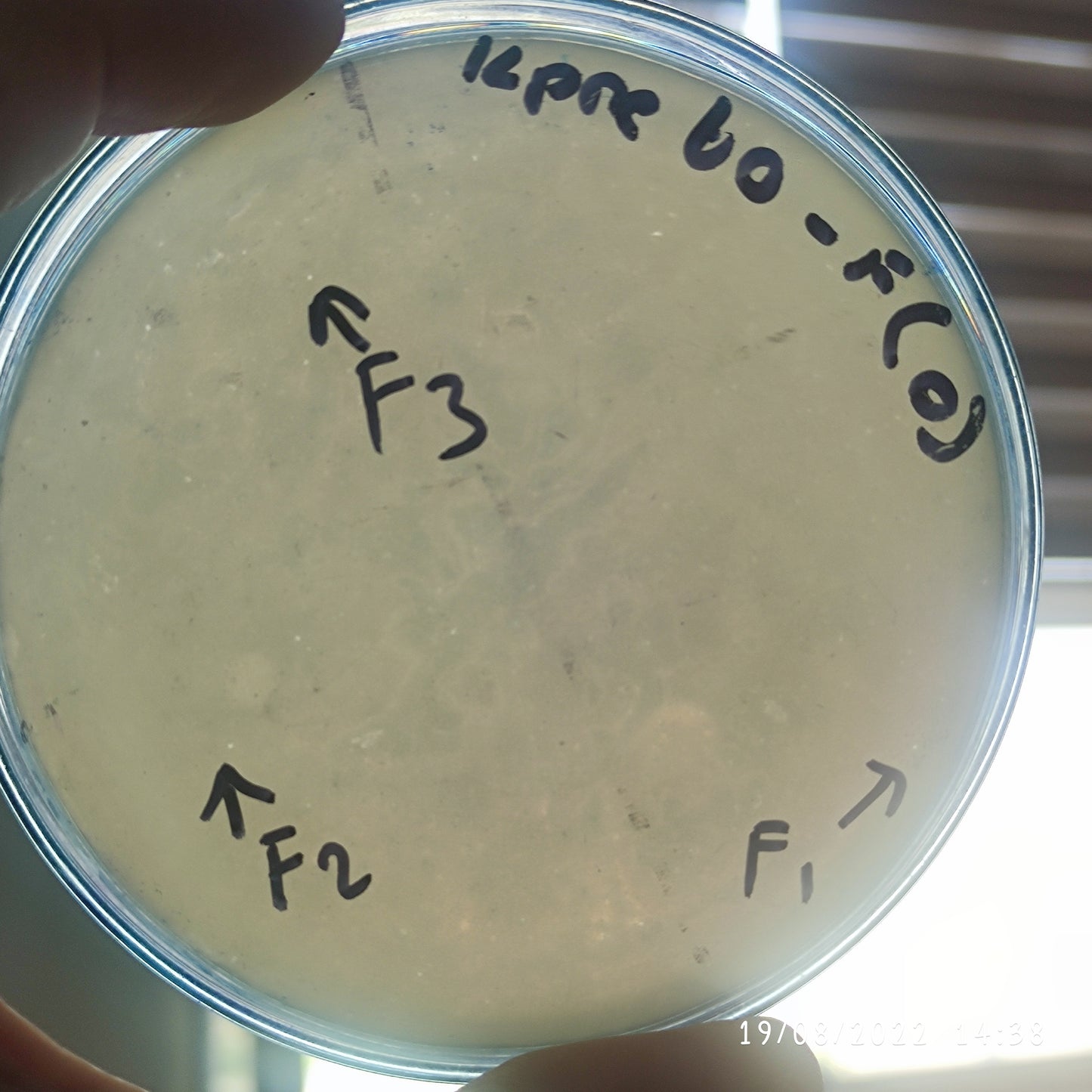 Klebsiella pneumoniae bacteriophage 180060F