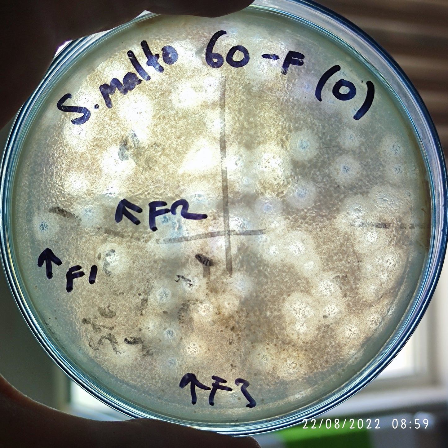 Stenotrophomonas maltophilia bacteriophage 200060F