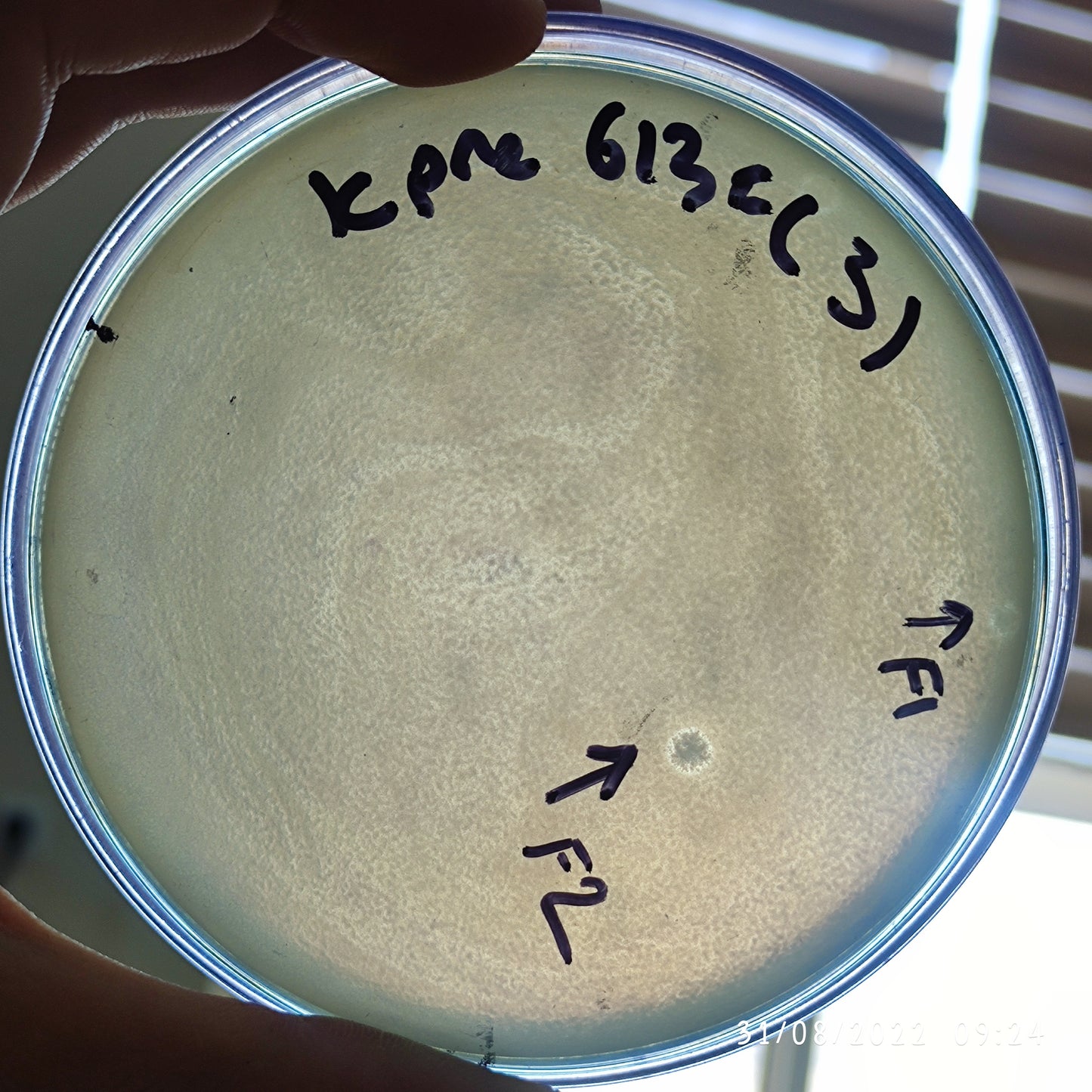 Klebsiella pneumoniae bacteriophage 180613F