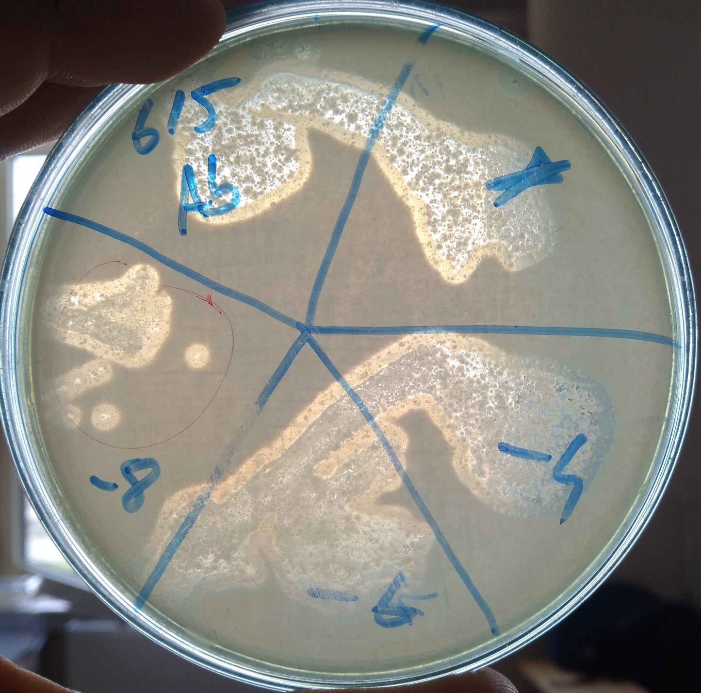 Acinetobacter baumannii bacteriophage 120615A