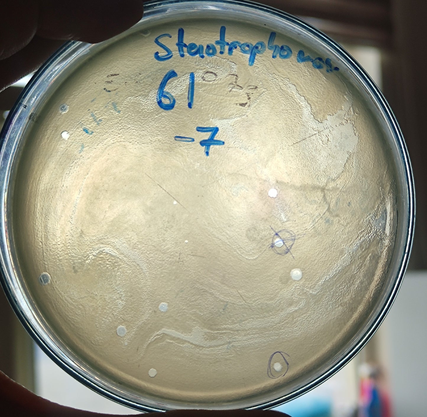 Stenotrophomonas maltophilia bacteriophage 200061D
