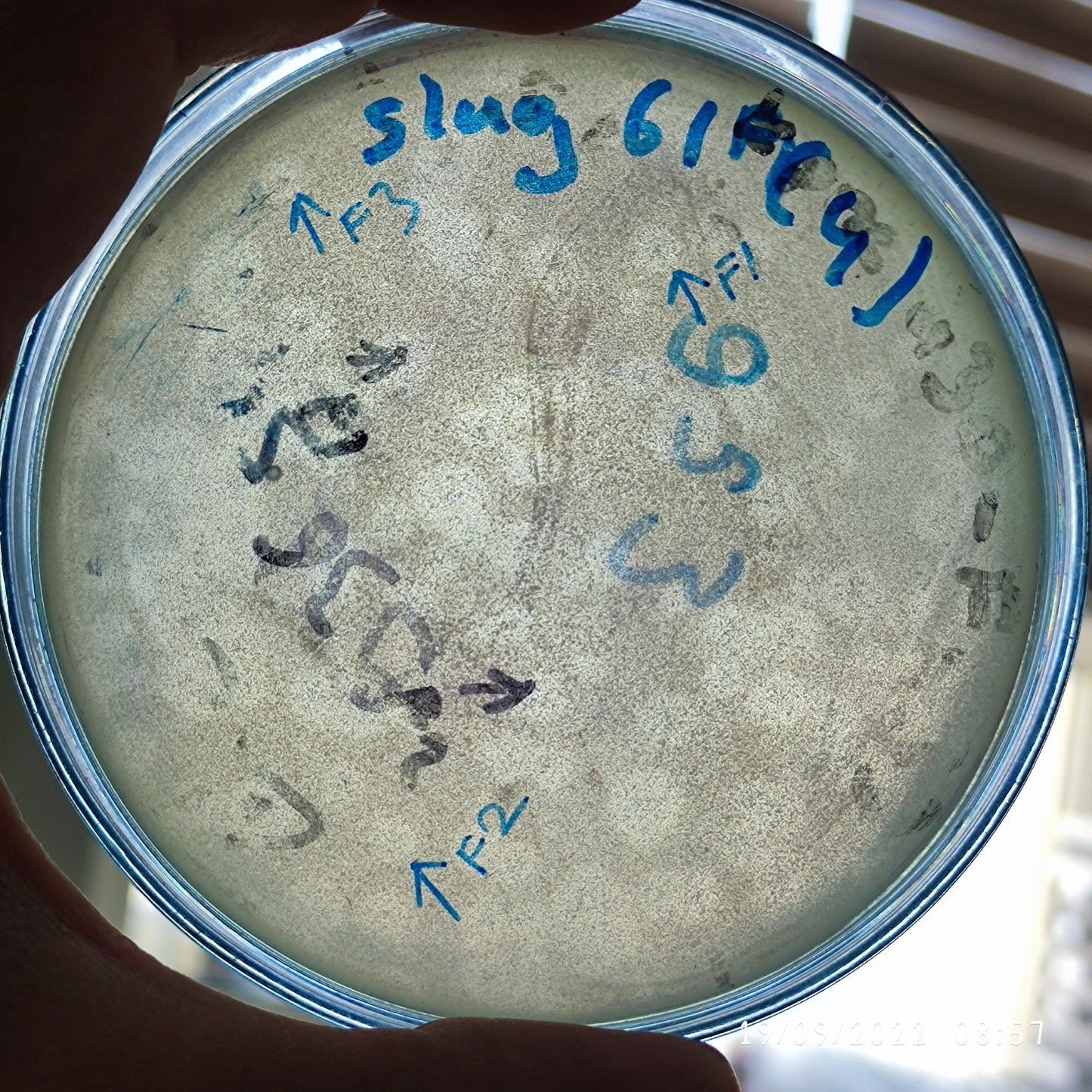 Staphylococcus lugdunensis bacteriophage 158061F