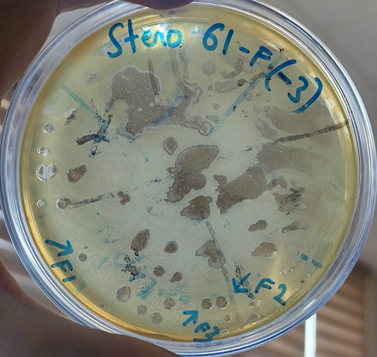 Stenotrophomonas maltophilia bacteriophage 200061F