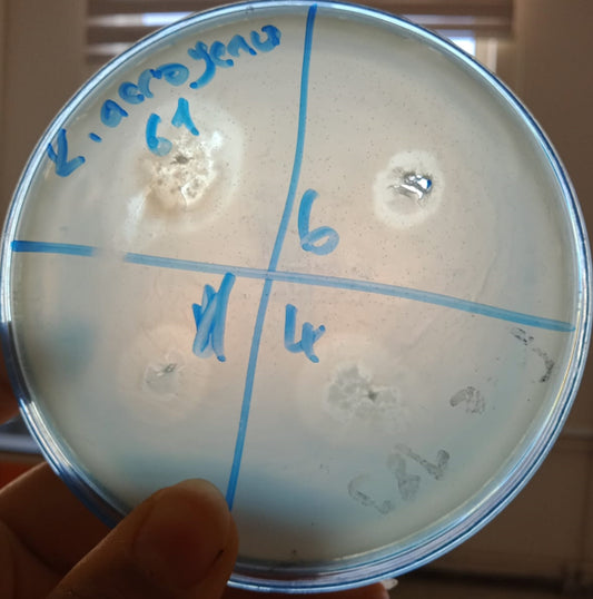 Klebsiella aerogenes bacteriophage 188061A