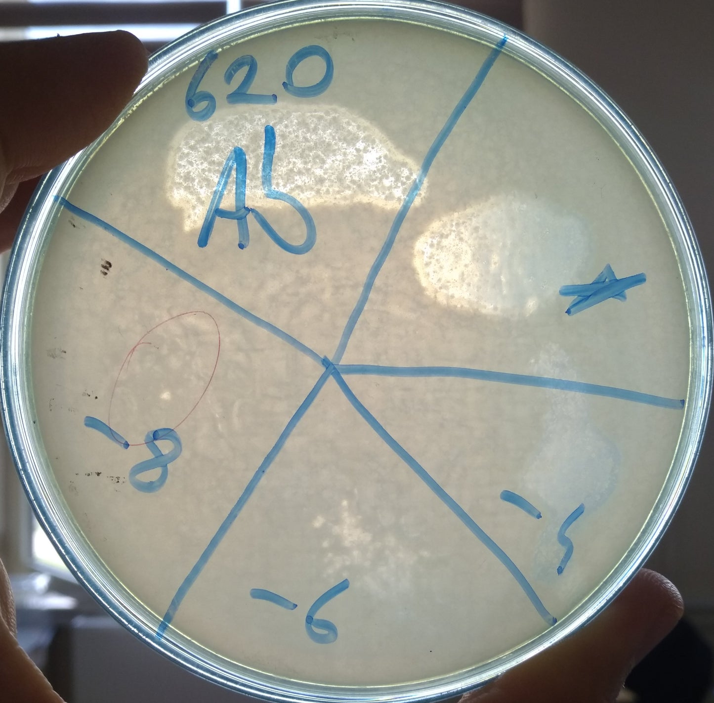 Acinetobacter baumannii bacteriophage 120620A