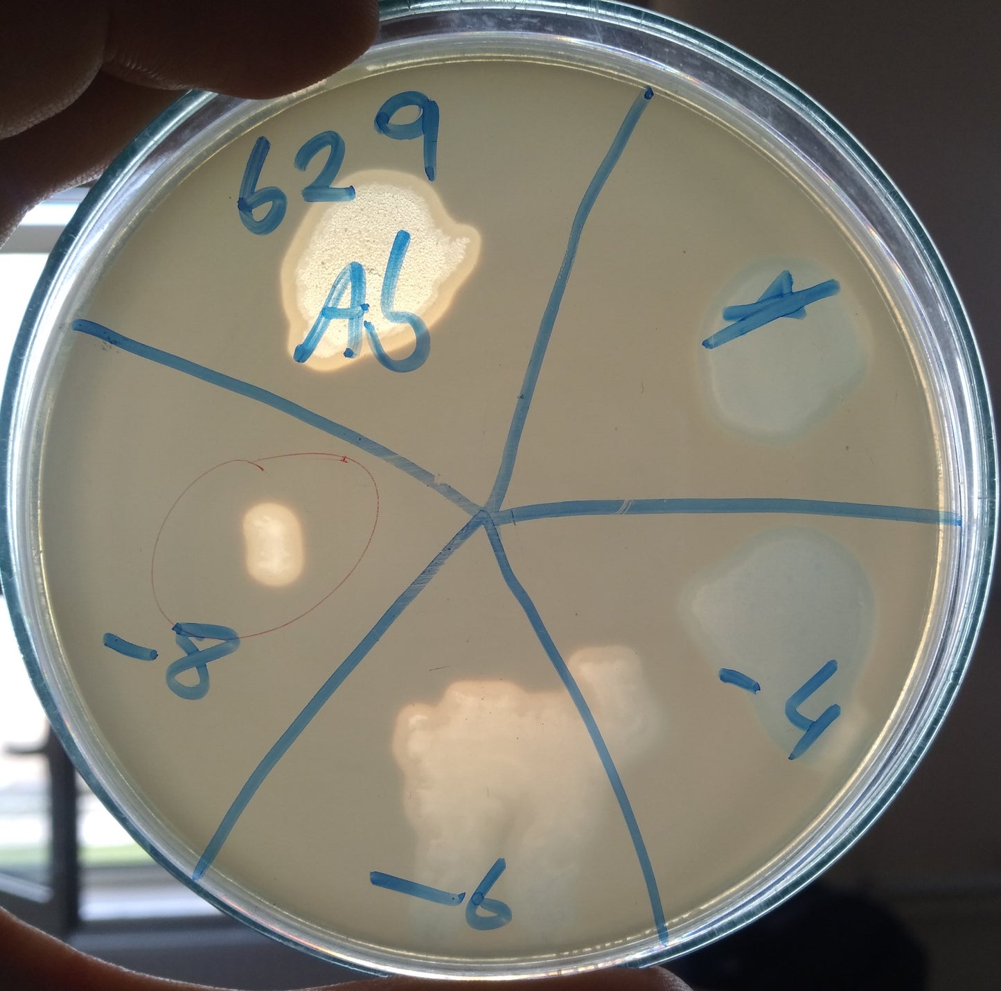 Acinetobacter baumannii bacteriophage 120629A