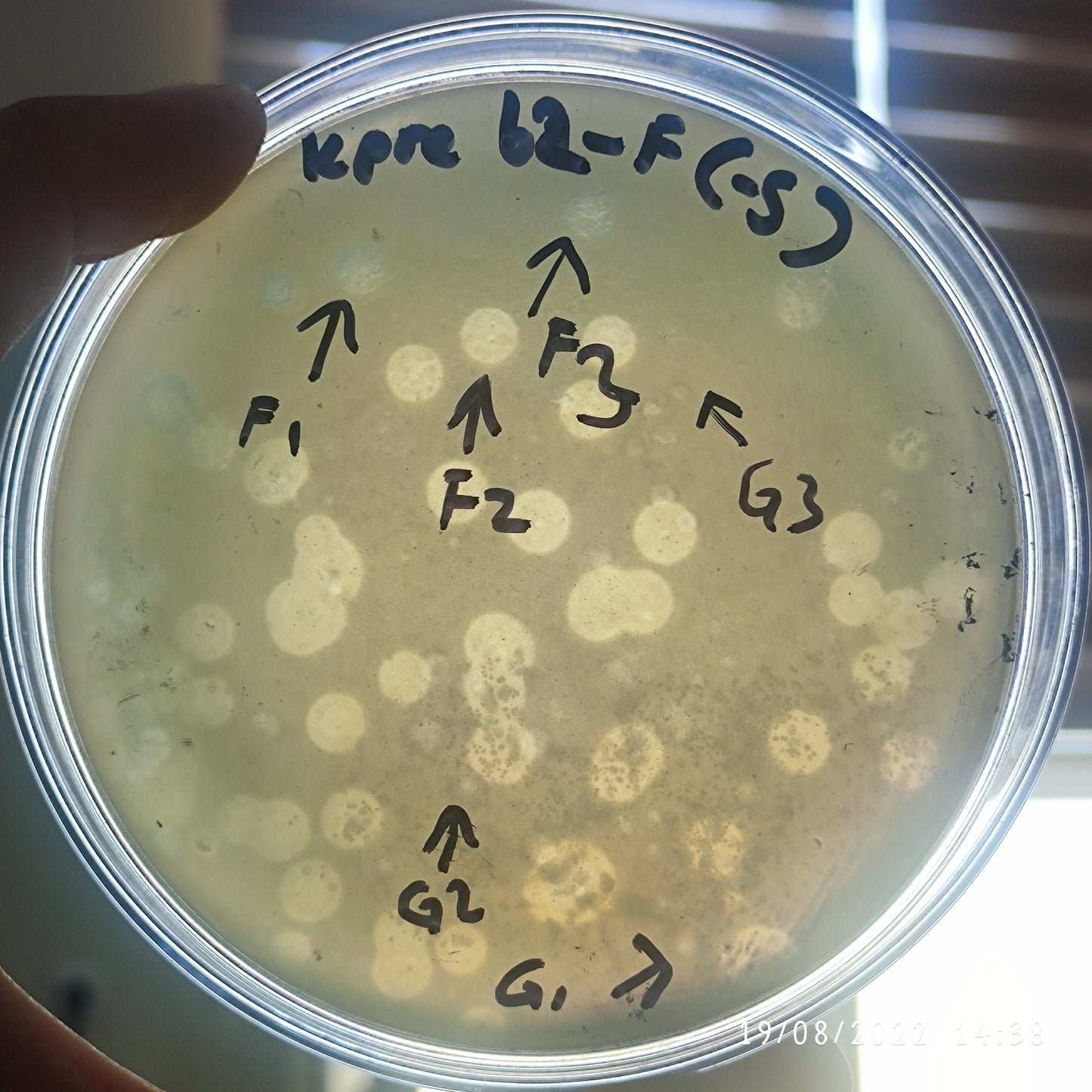 Klebsiella pneumoniae bacteriophage 180062F