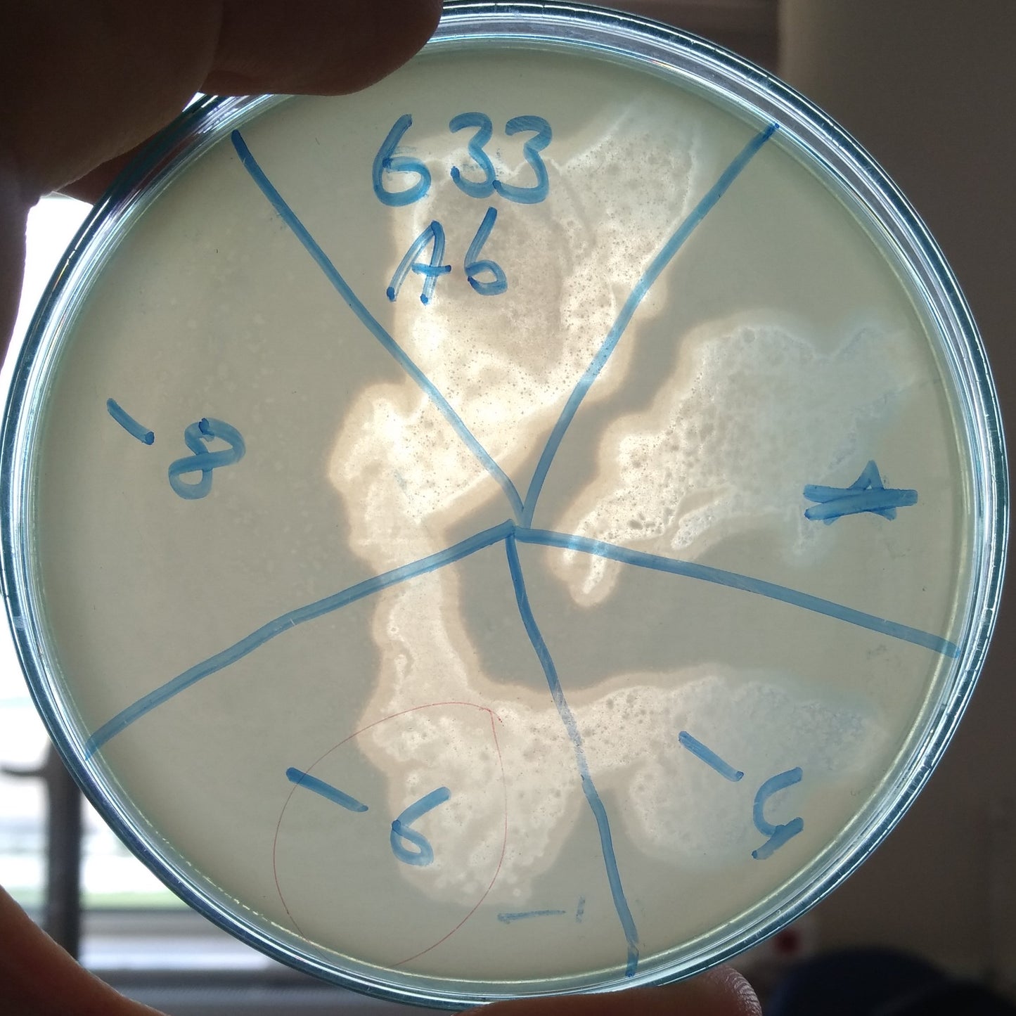 Acinetobacter baumannii bacteriophage 120633A