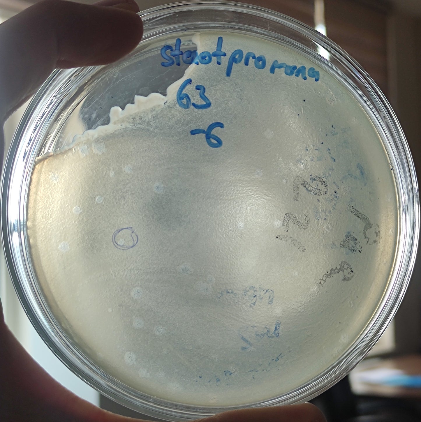 Stenotrophomonas maltophilia bacteriophage 200063D