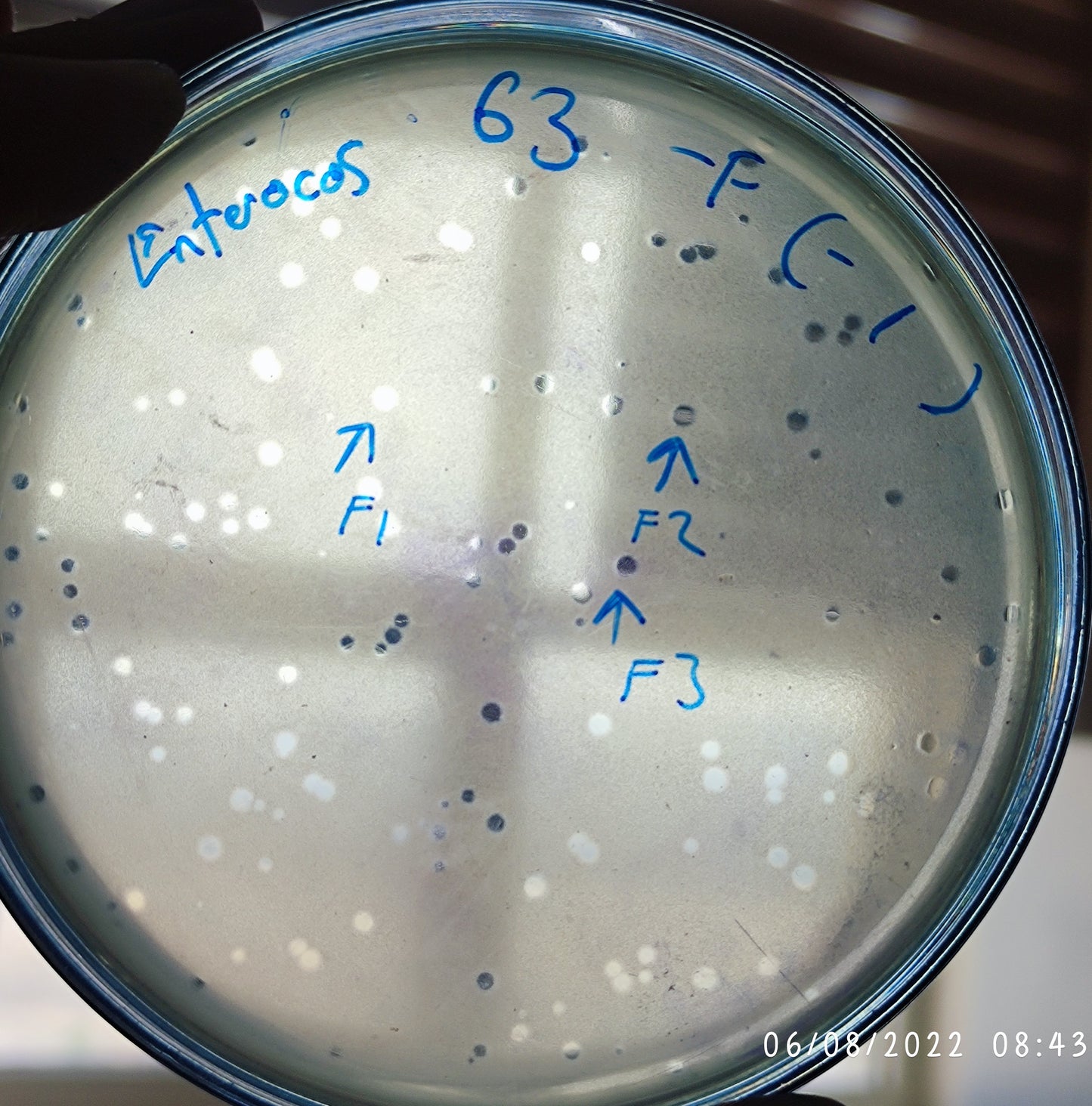 Enterococcus faecalis bacteriophage 110063F