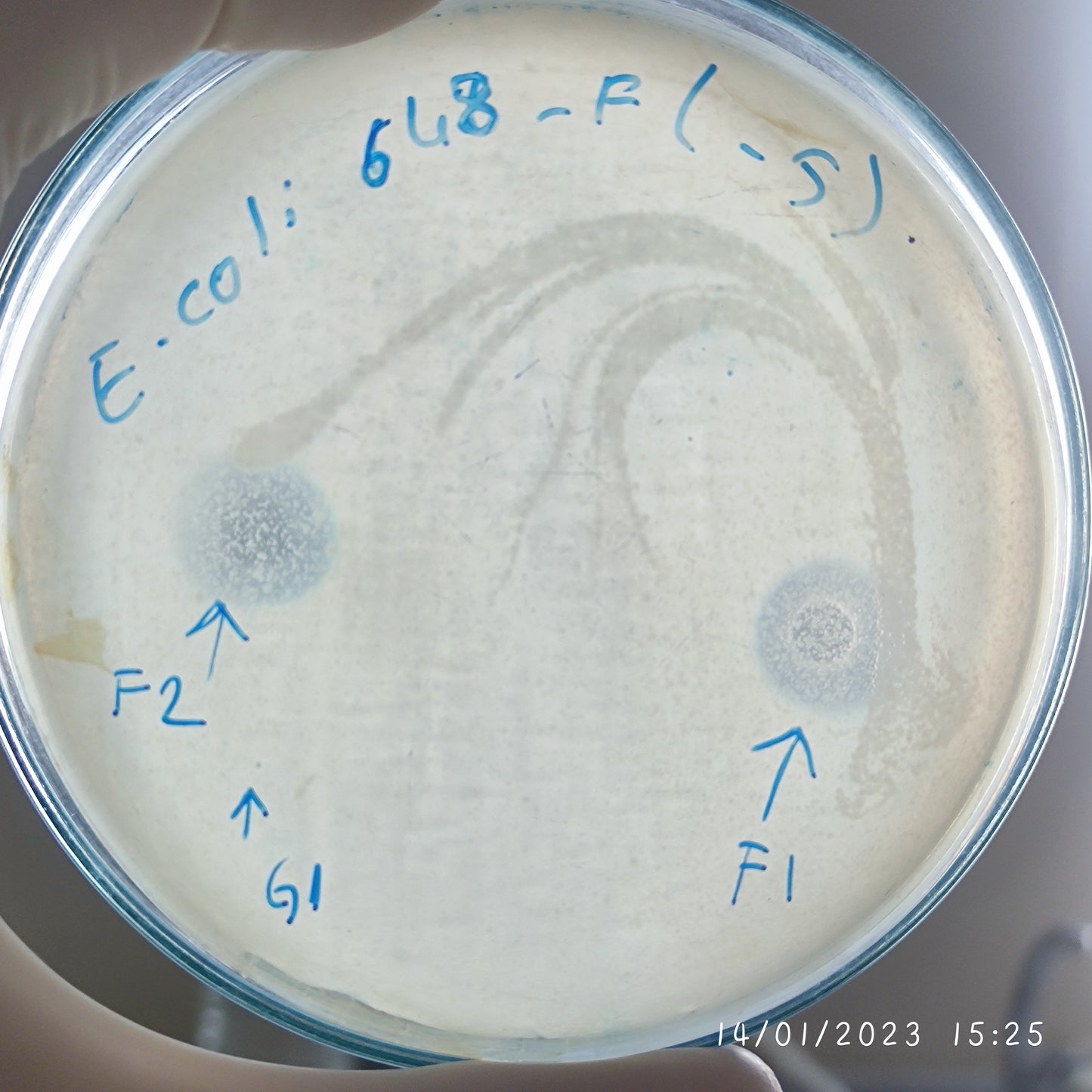 Escherichia coli bacteriophage 100648G
