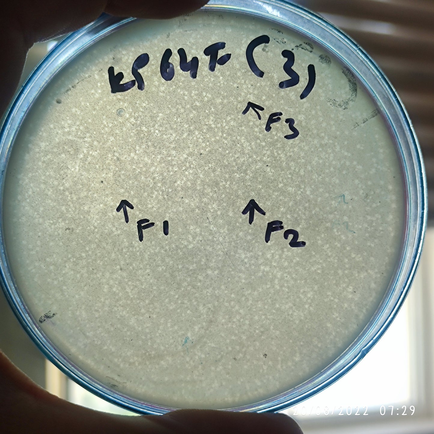 Klebsiella pneumoniae bacteriophage 180064F