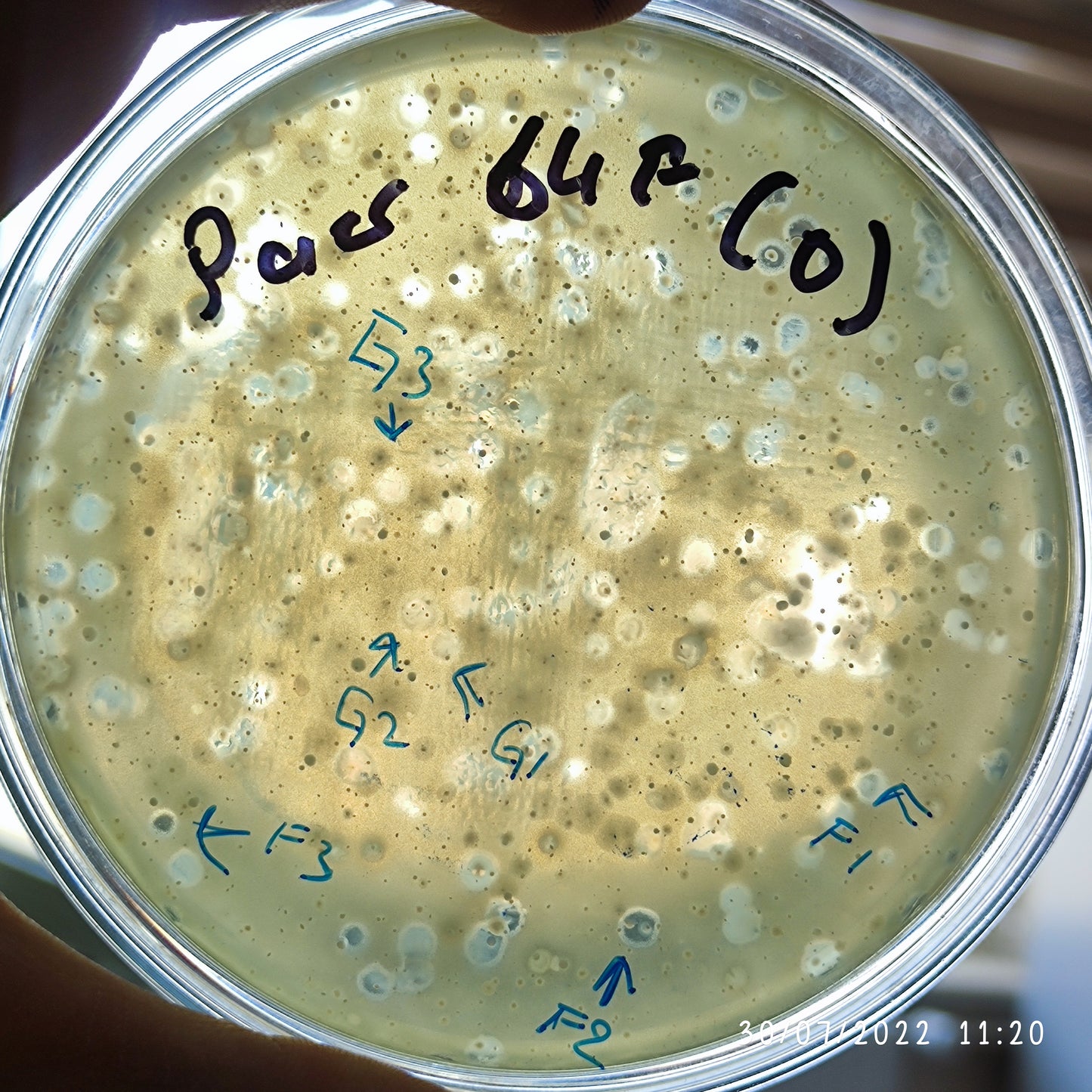 Pseudomonas aeruginosa bacteriophage 130064F