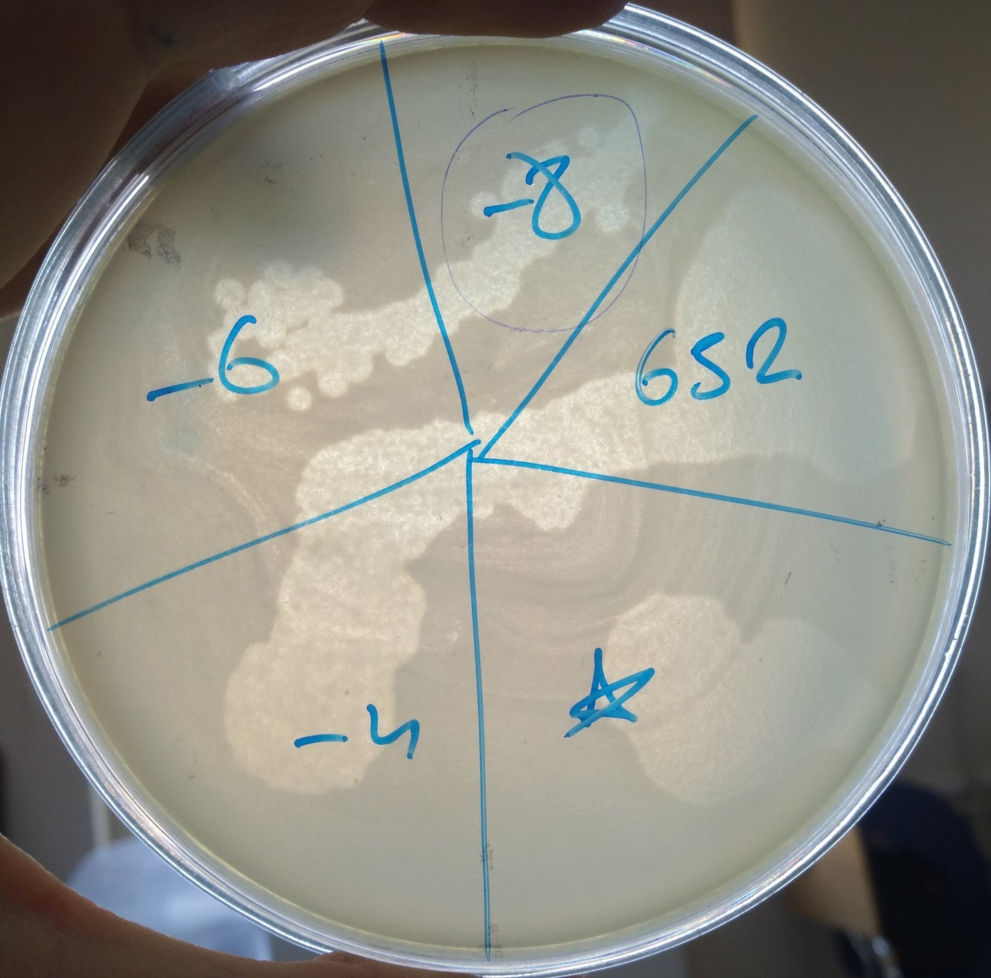 Acinetobacter baumannii bacteriophage 120652A