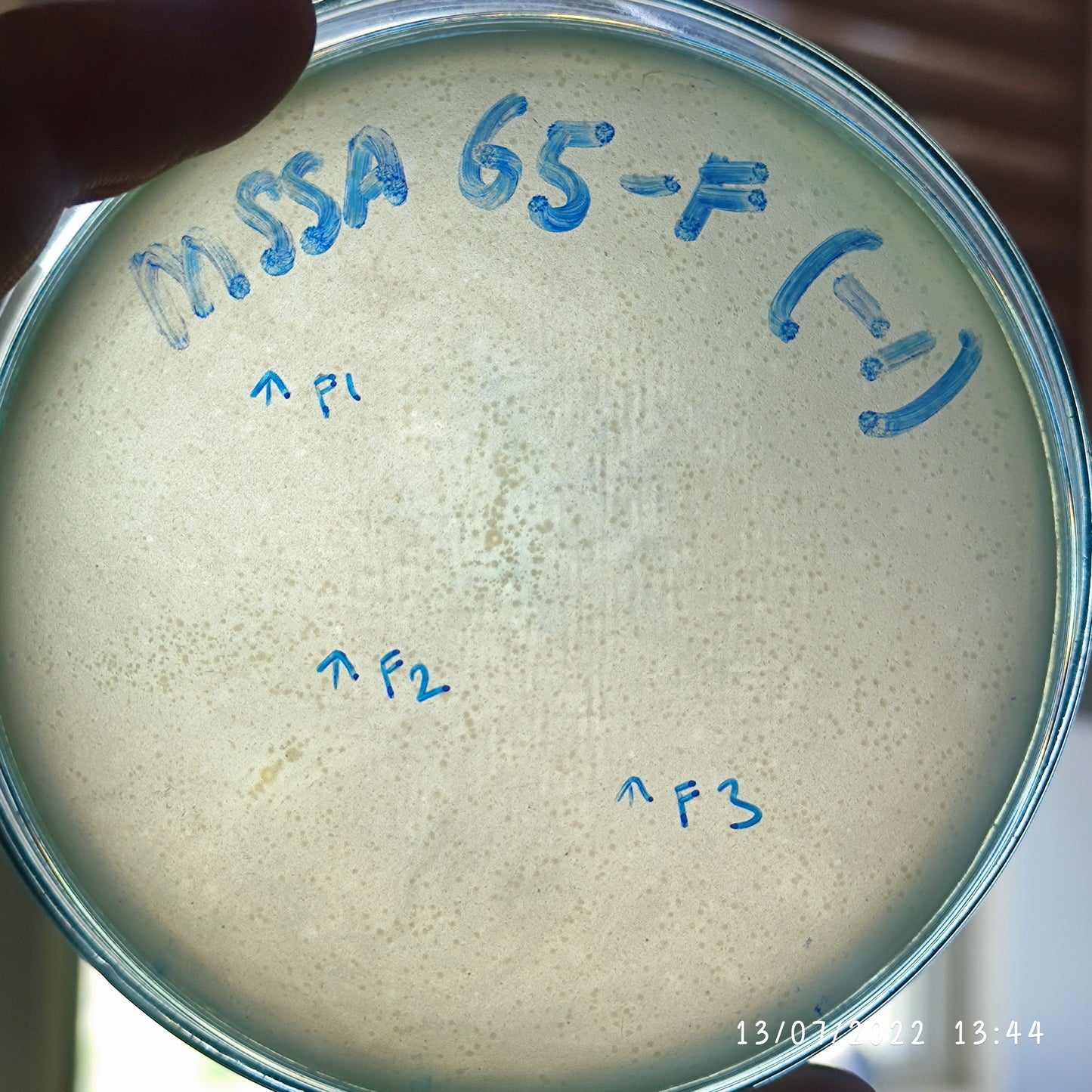 Staphylococcus aureus bacteriophage 152065F