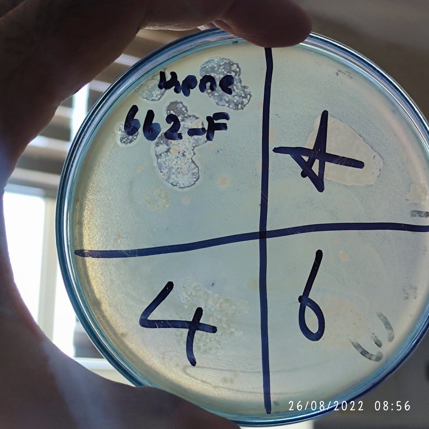 Klebsiella pneumoniae bacteriophage 180662F