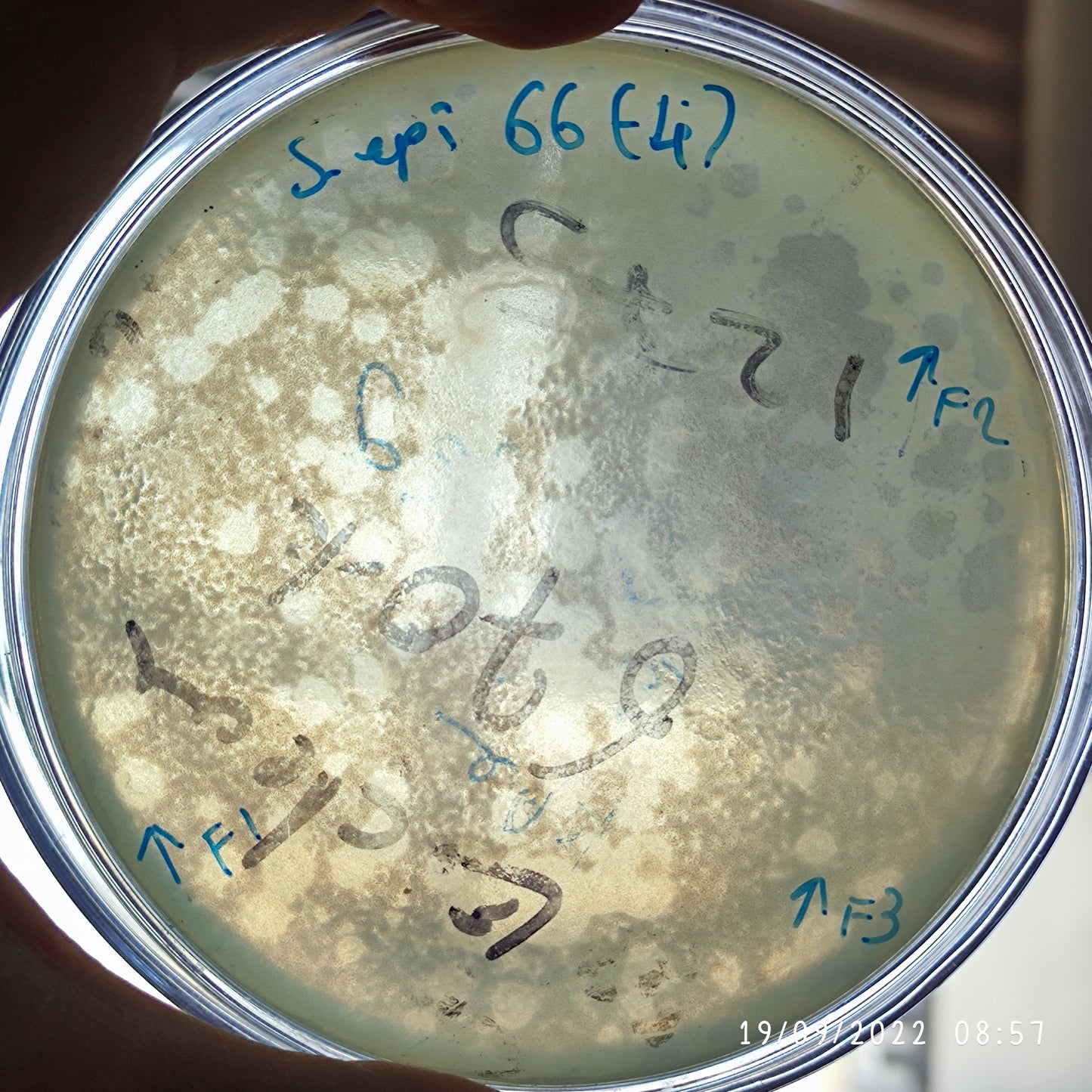 Staphylococcus epidermidis bacteriophage 158066F