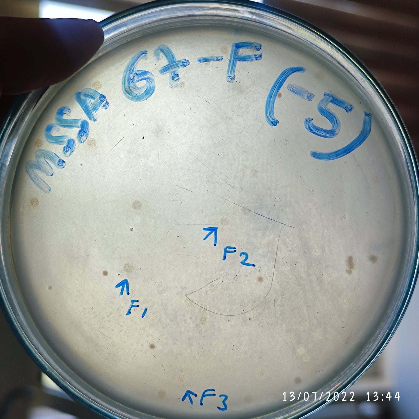 Staphylococcus aureus bacteriophage 152067F