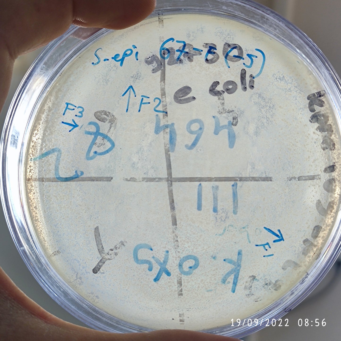 Staphylococcus epidermidis bacteriophage 158067F