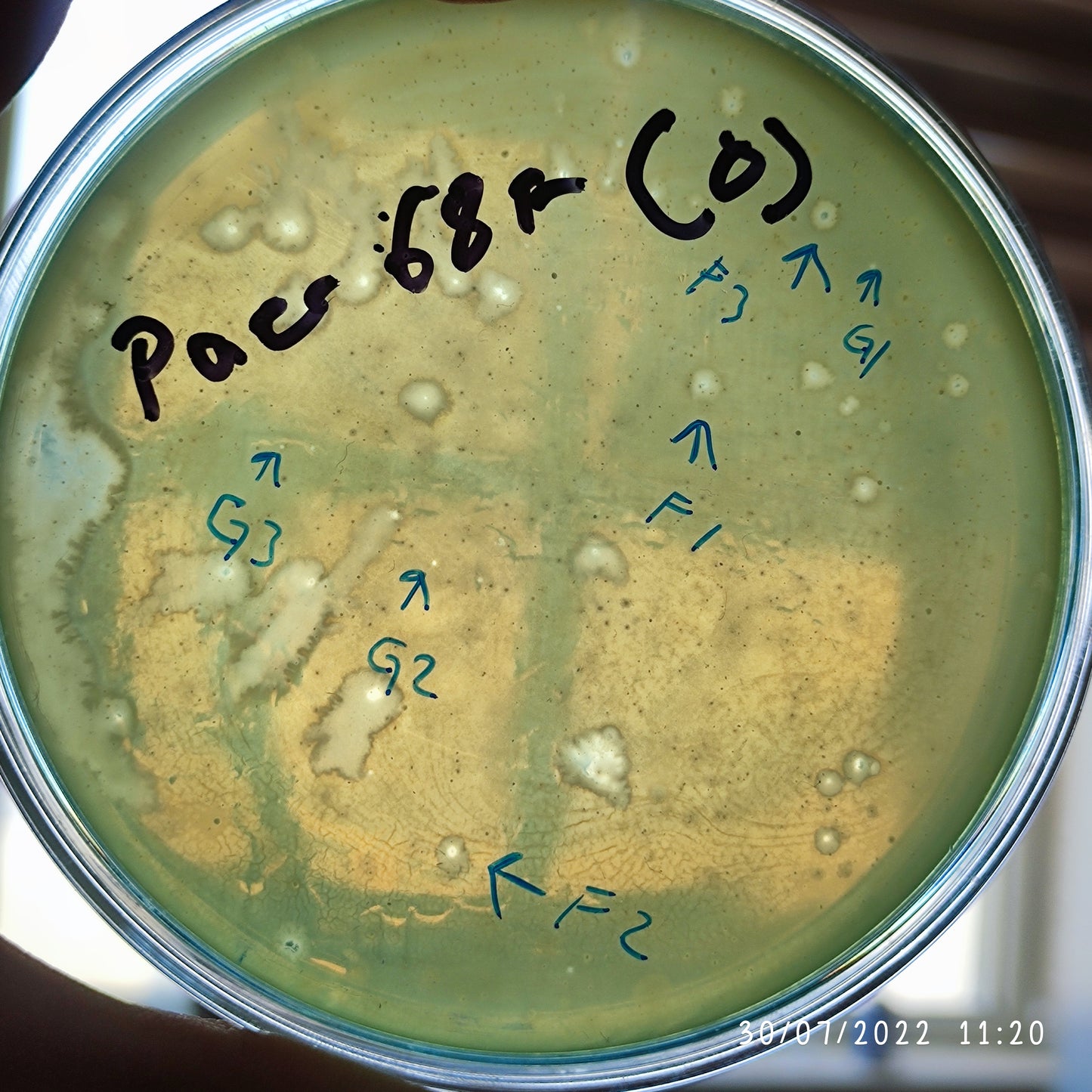 Pseudomonas aeruginosa bacteriophage 130068F