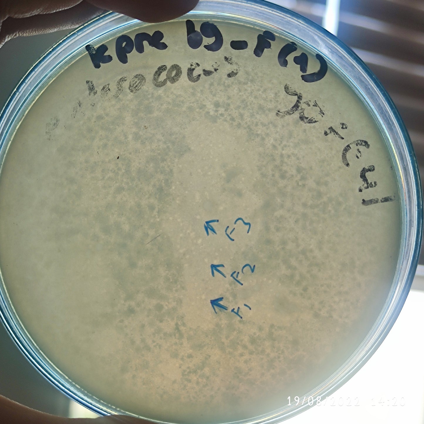 Klebsiella pneumoniae bacteriophage 180069F