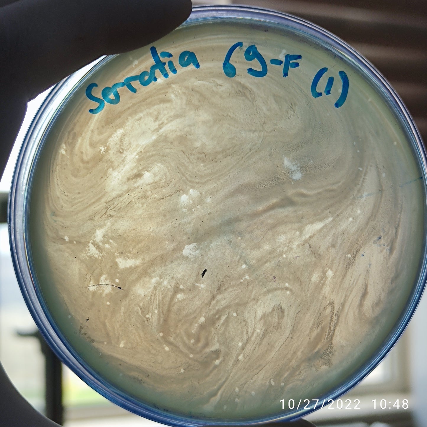 Serratia marcescens bacteriophage 200069F