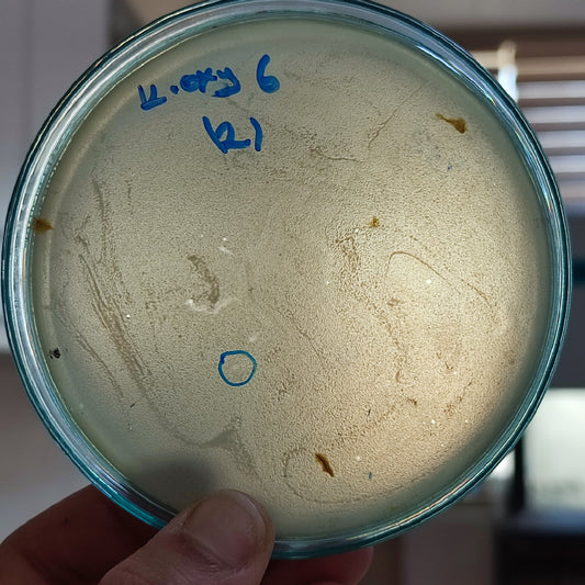 Klebsiella oxytoca bacteriophage 188006D