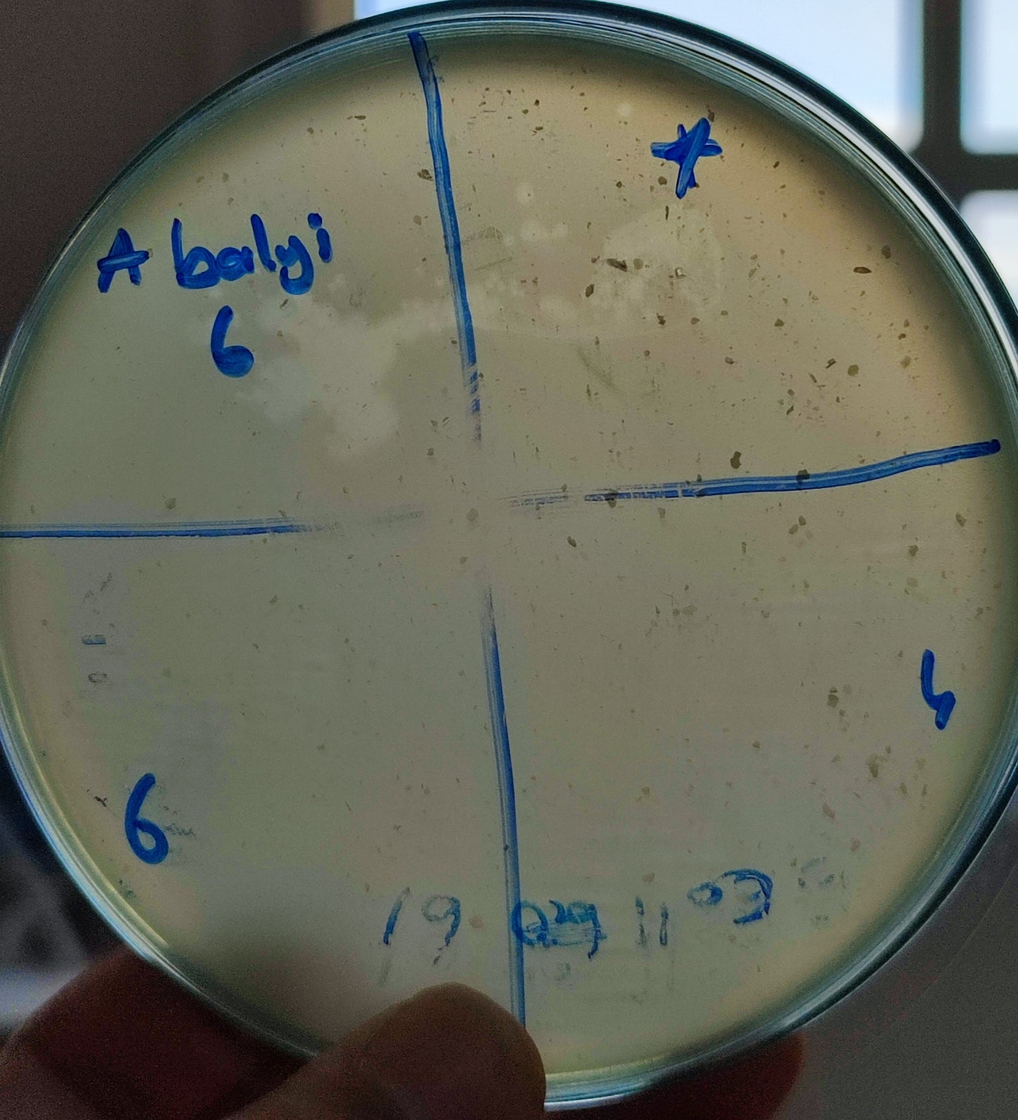 Acinetobacter baylyi bacteriophage 128006D