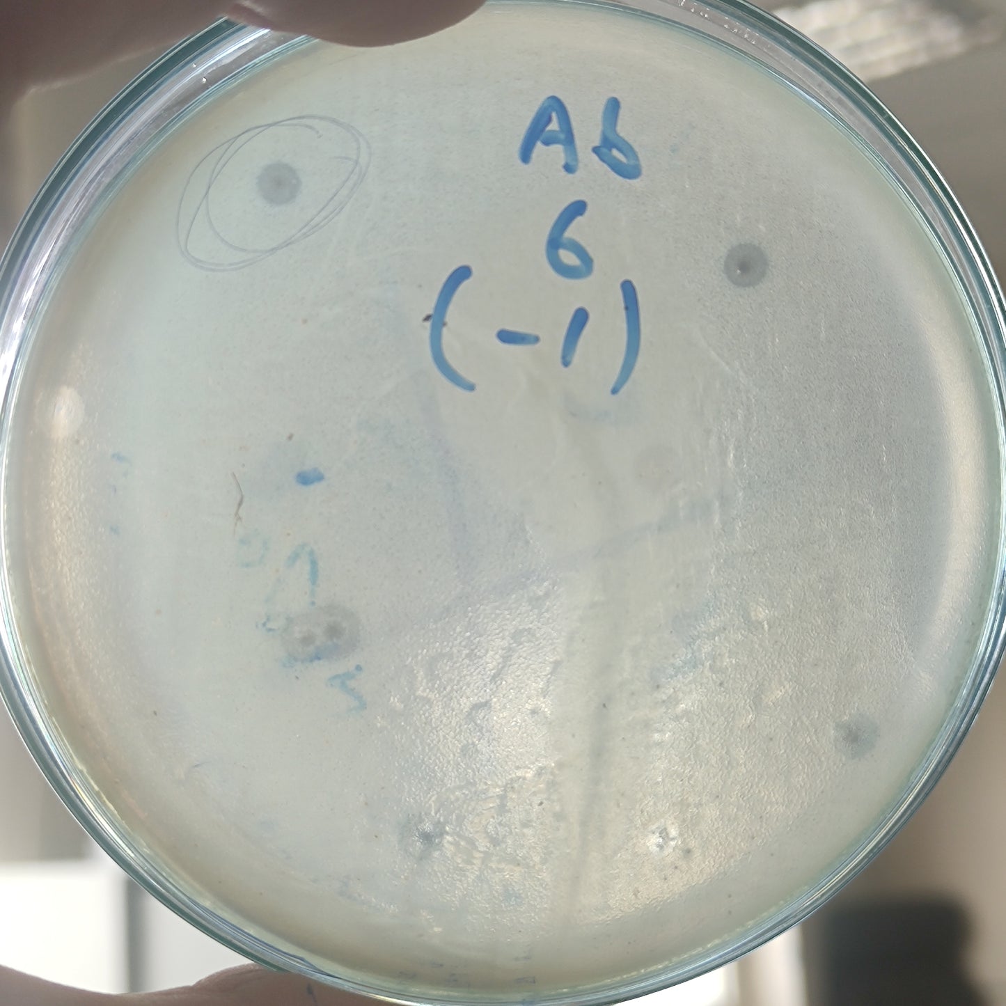 Acinetobacter baumannii bacteriophage 120006D