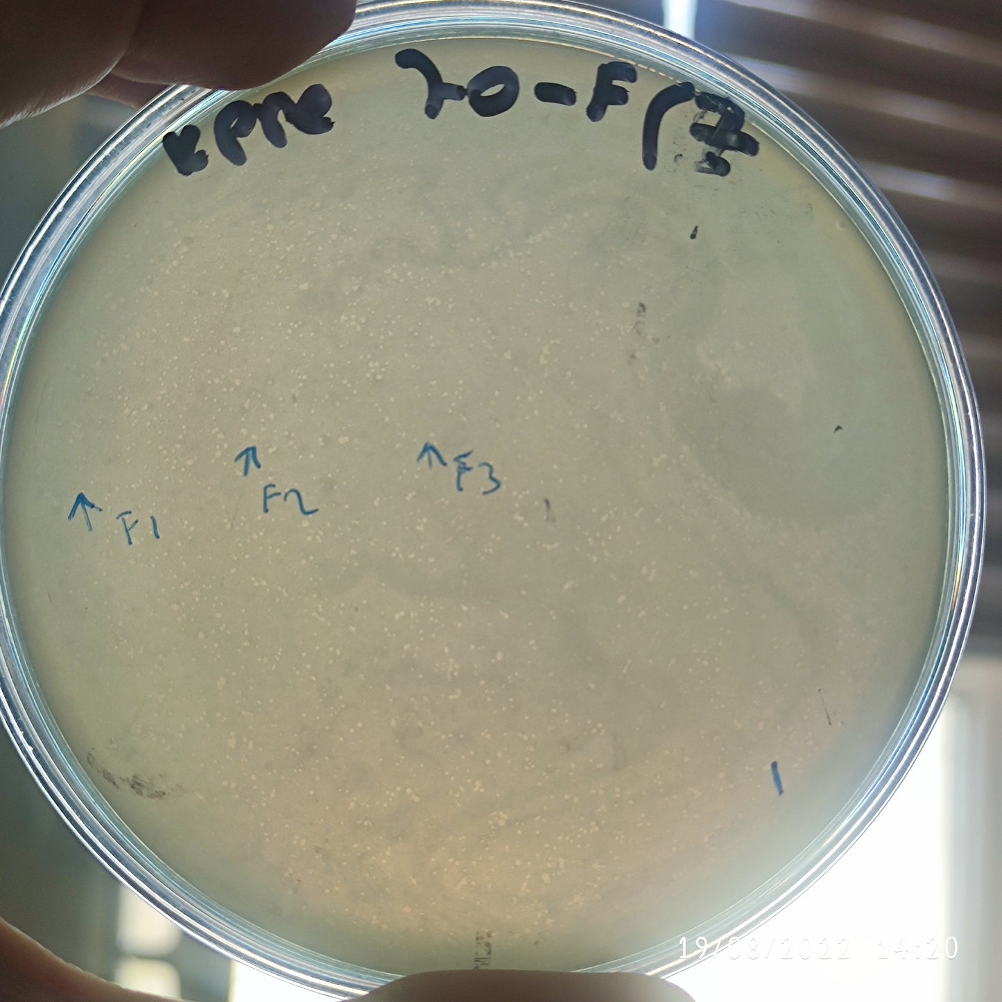 Klebsiella pneumoniae bacteriophage 180070F