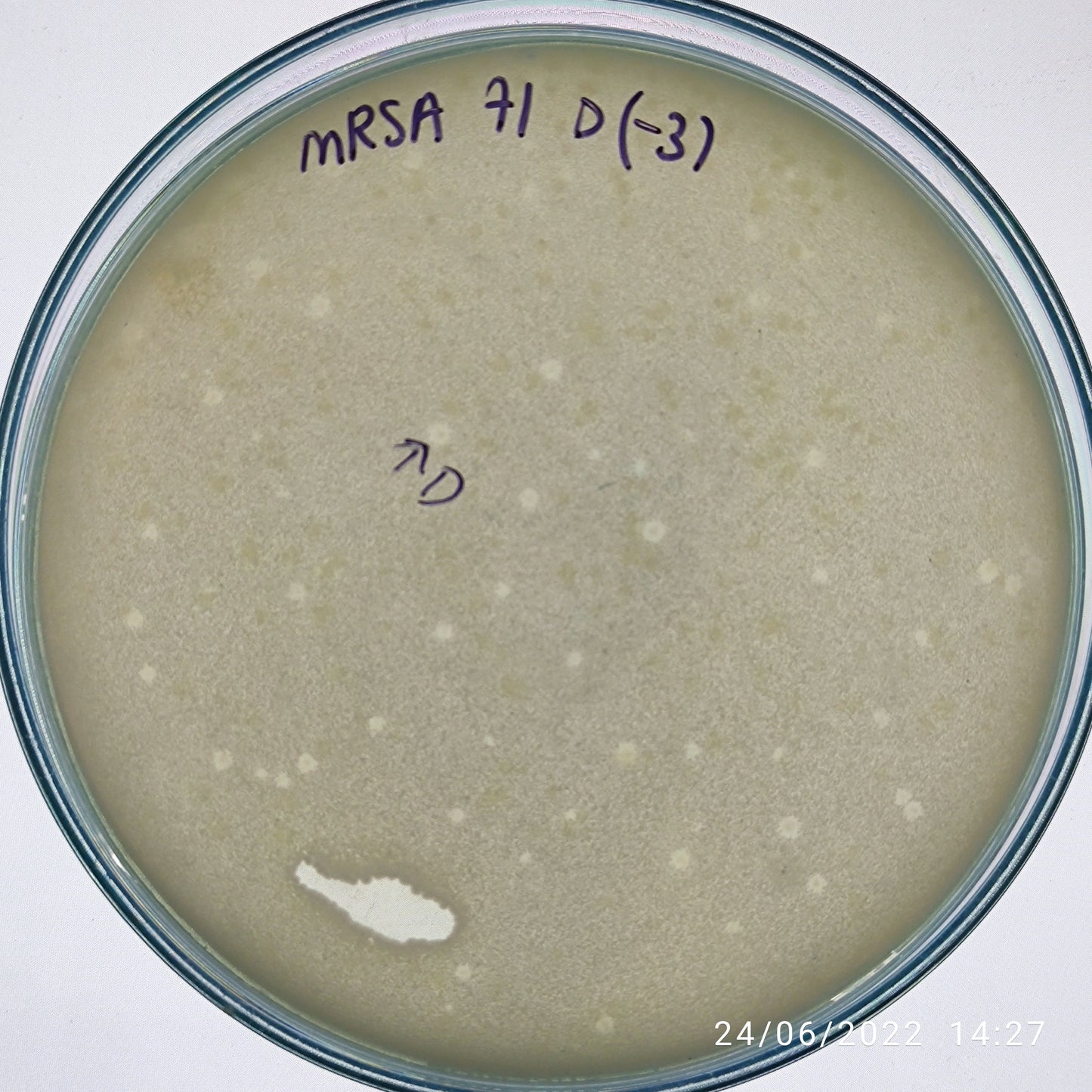 Staphylococcus aureus bacteriophage 150071D
