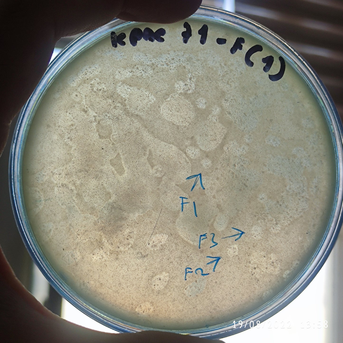 Klebsiella pneumoniae bacteriophage 180071F
