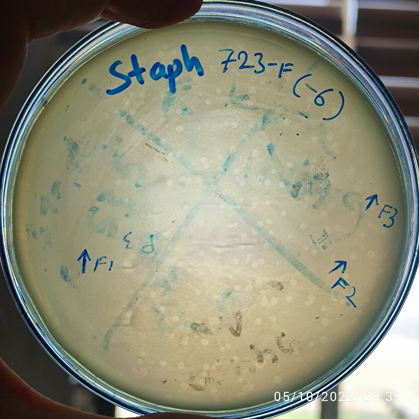 Staphylococcus aureus bacteriophage 152723F