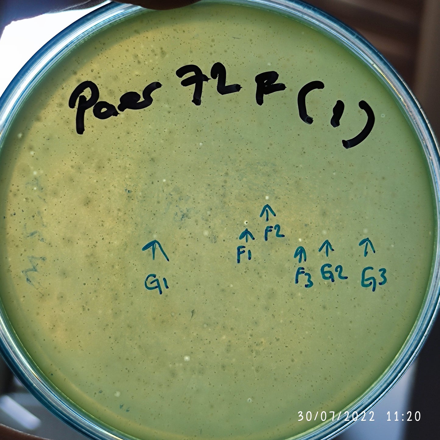 Pseudomonas aeruginosa bacteriophage 130072G