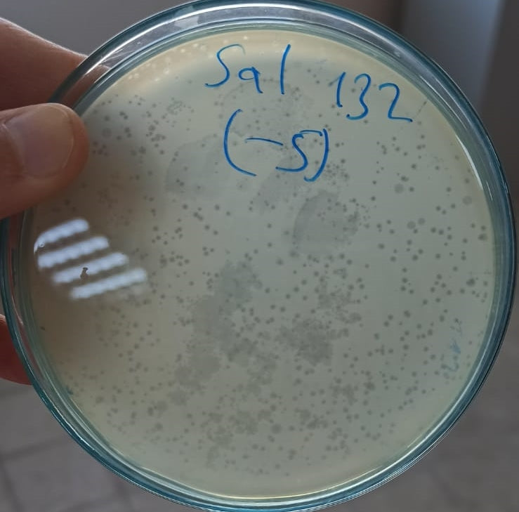 Salmonella bacteriophage 200132A