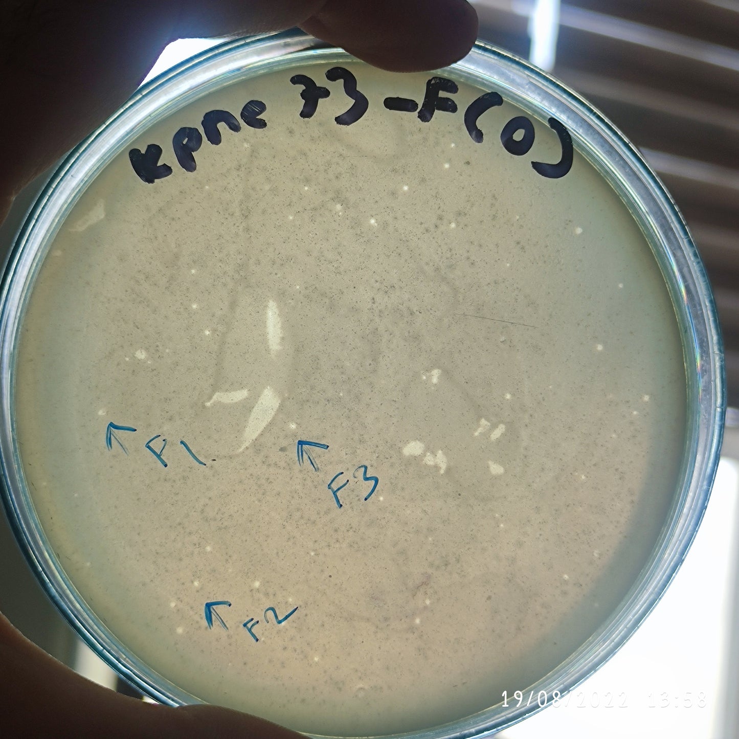 Klebsiella pneumoniae bacteriophage 180073F