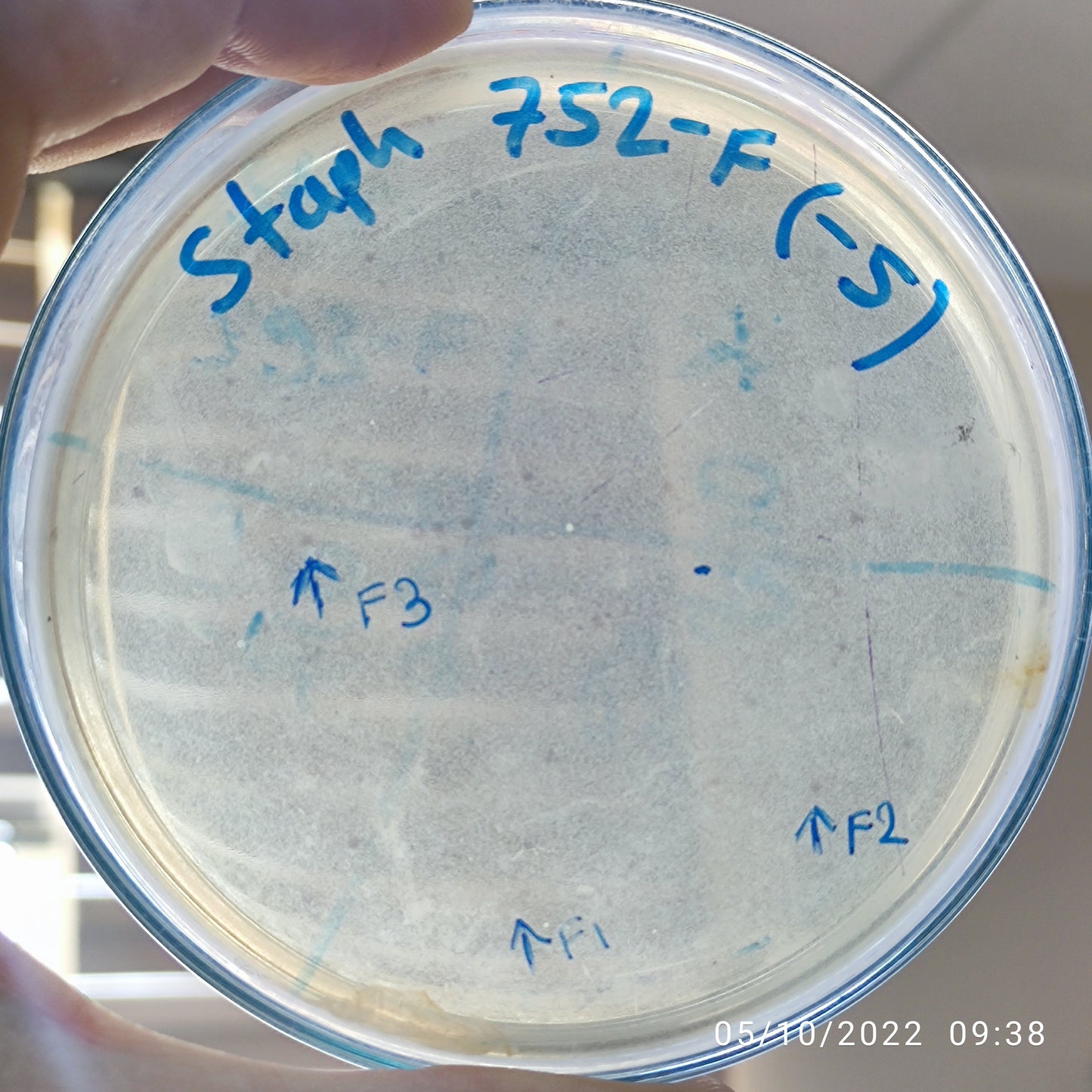 Staphylococcus aureus bacteriophage 152752F