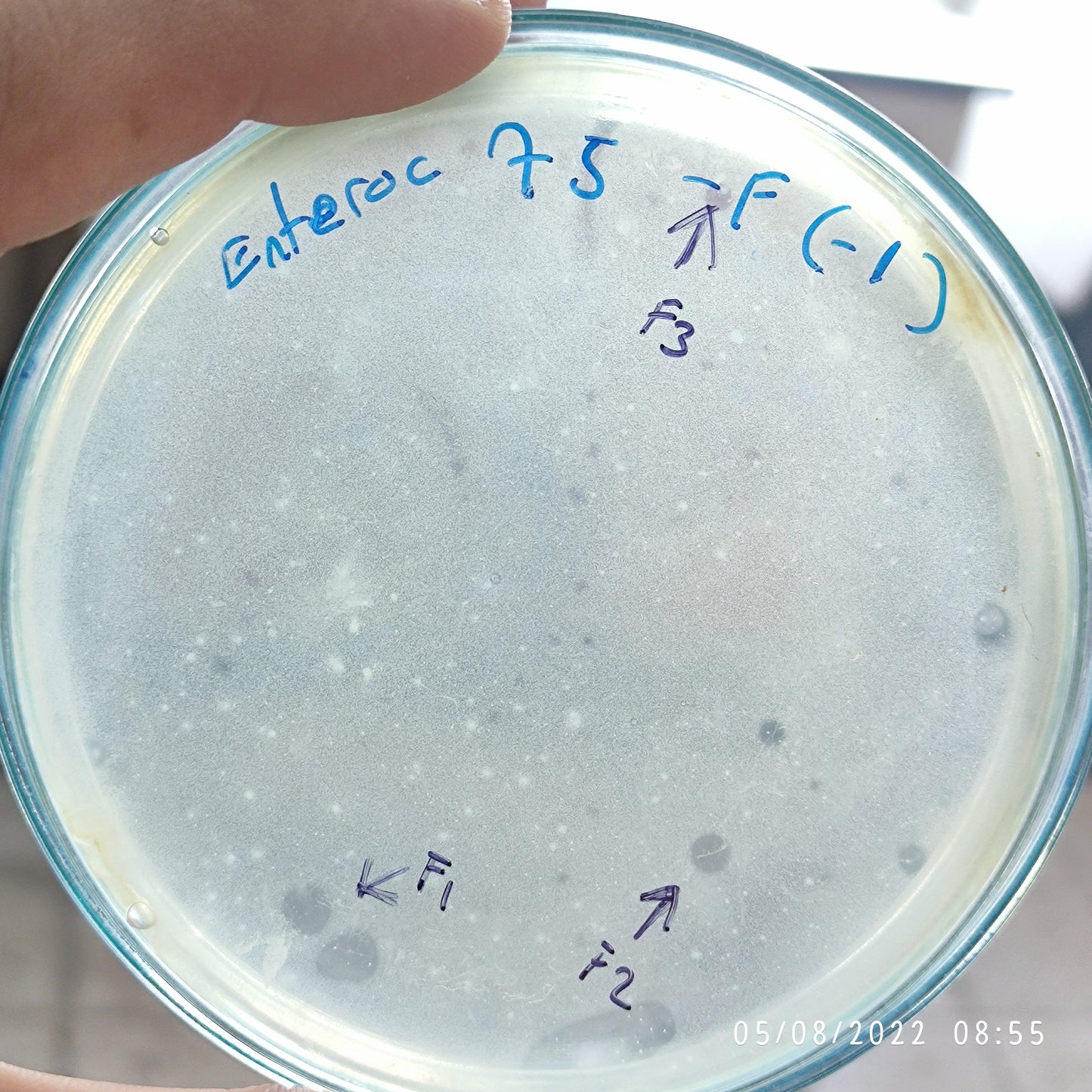 Enterococcus faecalis bacteriophage 110075F