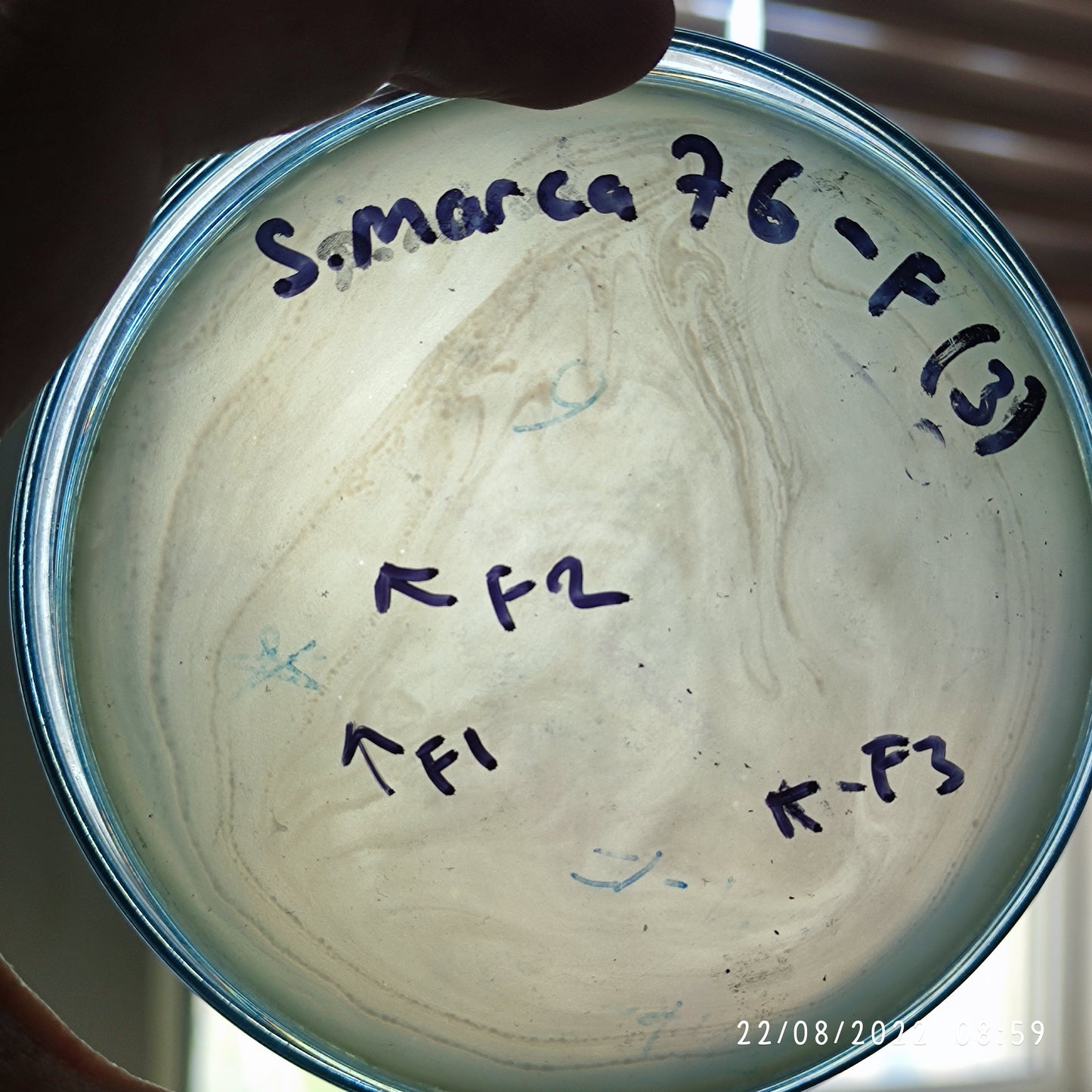 Serratia marcescens bacteriophage 200076F