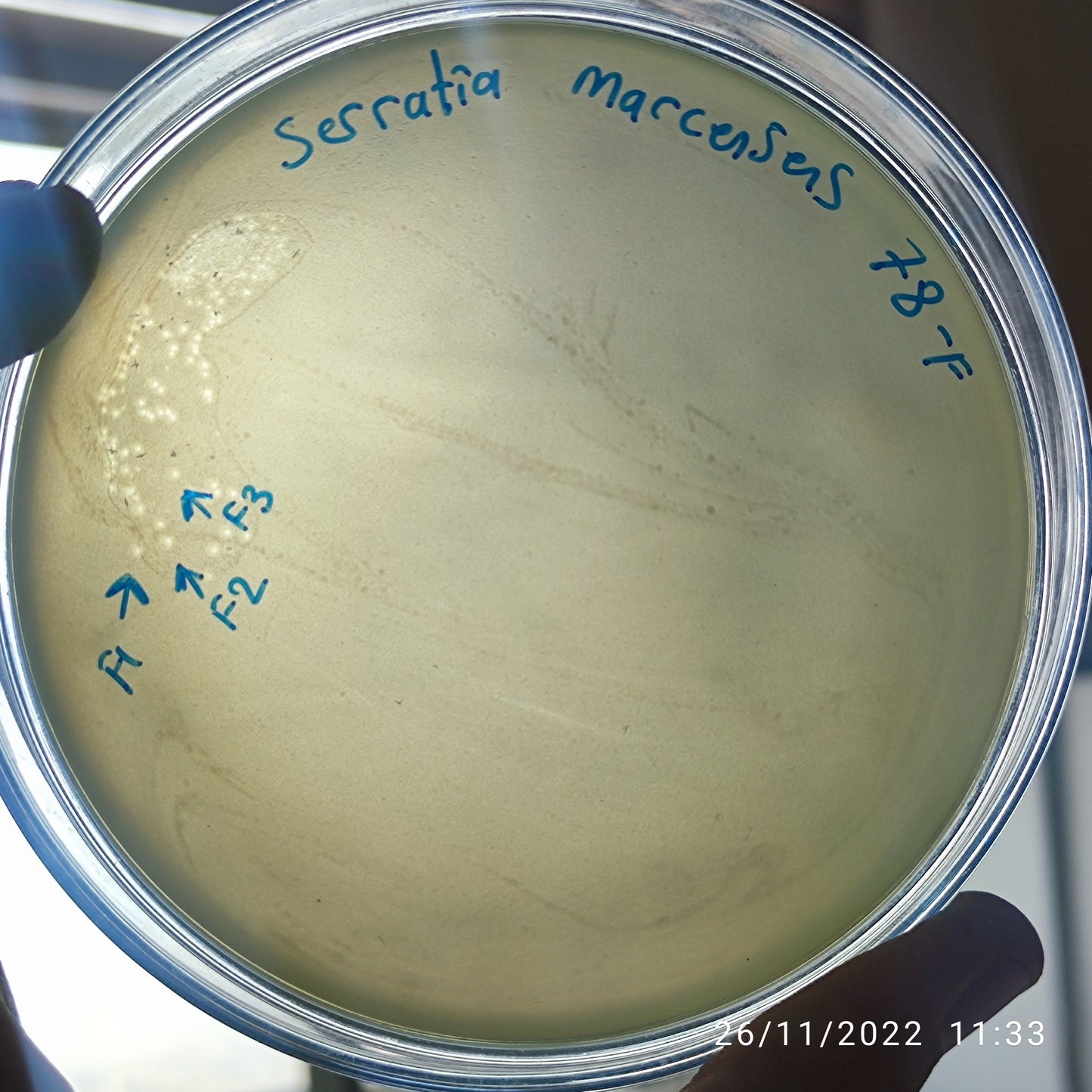 Serratia marcescens bacteriophage 200078F