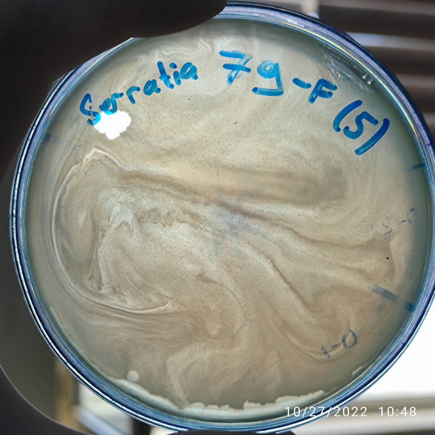 Serratia marcescens bacteriophage 200079F