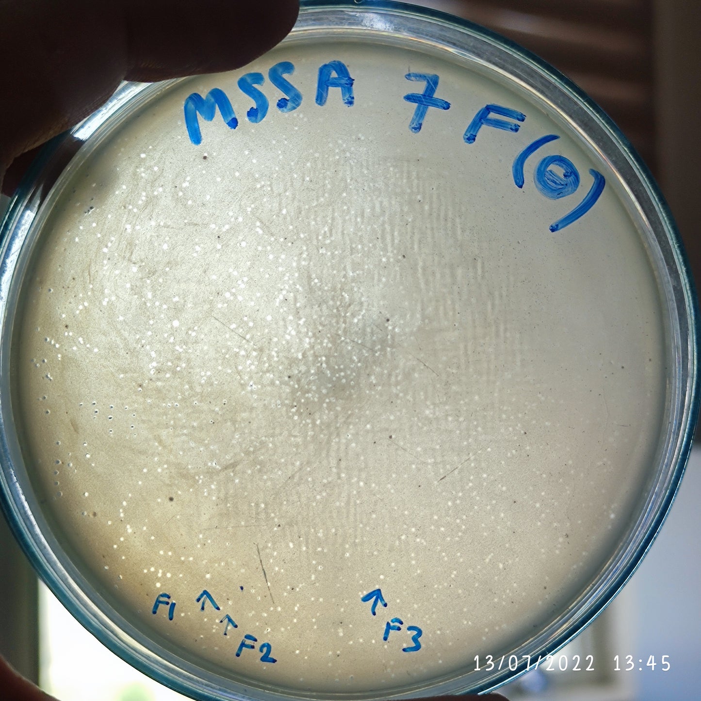 Staphylococcus aureus bacteriophage 152007F
